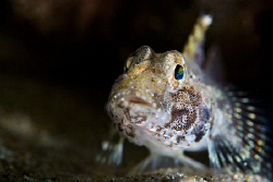 Close up portrait of a blenny.

Nikon D80, 60mm, 2 x ds... by Cal Mero 